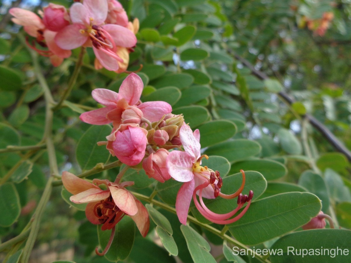 Cassia roxburghii DC.